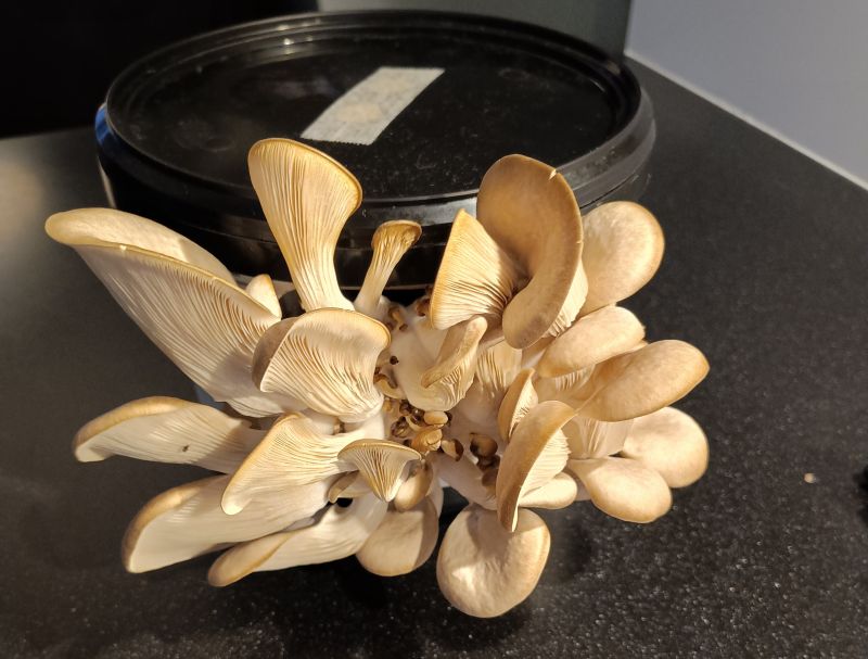 8 februari: Snoeien, een kas en mijn eerste oesterzwammen!